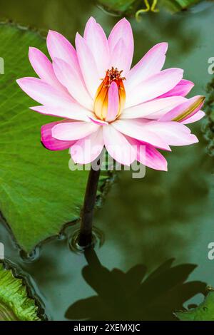 Indien, Nord-Gujarat, Rann. Seerose. Gattung nymphaea. Stockfoto