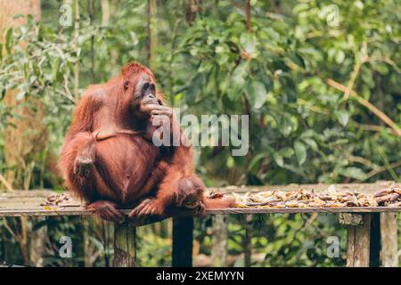 Orang-Utan (Pongo-Arten), Erwachsene und junge Menschen, die auf Holzbrettern sitzen und im Tanjung Puting Nationalpark ruhen Stockfoto