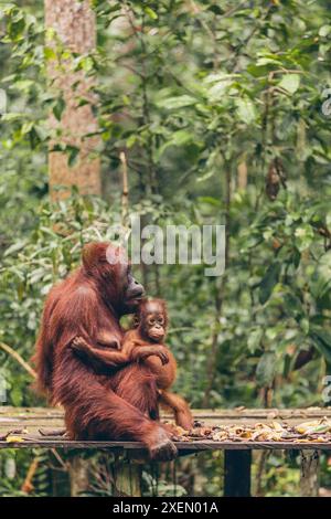 Orang-Utan (Pongo-Spezies) Mutter und Baby zusammen auf einer Plattform im Tanjung Puting Nationalpark Stockfoto