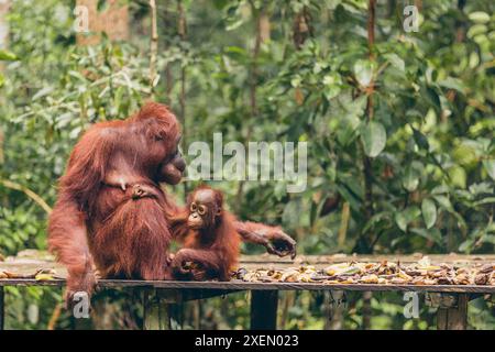 Orang-Utan (Pongo-Spezies) Mutter und Baby zusammen auf einer Plattform im Tanjung Puting Nationalpark Stockfoto