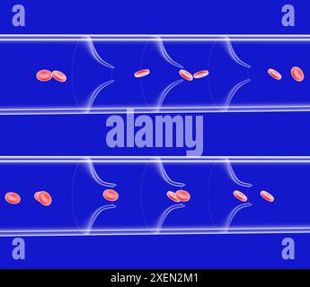 Anatomische 3D-Darstellung der gesunden Vene. Bewegung der Klappen, die den Durchgang der roten Blutkörperchen öffnen und schließen. Durchblutung, Kapillare. Stockfoto