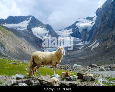 Tiroler Bergschaf (auch Pecora Alina Tirolese genannt) auf seiner Alm (Shieling) in den Otztaler Alpen (Obergurgl, hohe Mut, Gaisbergtal). Austri Stockfoto