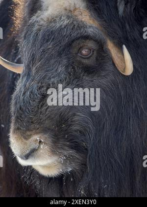 Muskox (Ovibos moschatus) im Winter, Finnland, Ranua Wildlife Park. Stockfoto