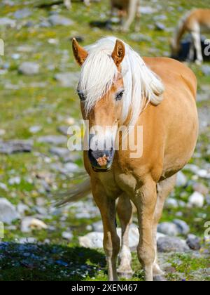Haflinger Pferd auf seiner Alm (Shieling) in den Otztaler Alpen (Obergurgl, Rotmoostal). Österreich, Tirol Stockfoto