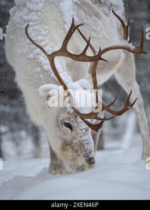 Suche nach Nahrung in tiefem Schnee. Rentiere, die während des arktischen Winters mit Schnee bedeckt sind. Rentierfarm in der Nähe von Pyha in Finnland nördlich des Polarkreises. Stockfoto