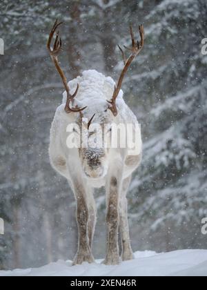 Rentiere, die während des arktischen Winters mit Schnee bedeckt sind. Rentierfarm in der Nähe von Pyha in Finnland nördlich des Polarkreises. Stockfoto