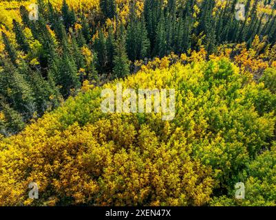 Aus der Vogelperspektive sehen Sie eine Gruppe goldfarbener Bäume im Herbst, westlich von Calgary, Alberta, Kanada Stockfoto