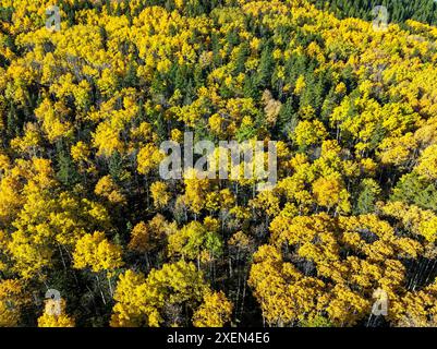 Aus der Vogelperspektive sehen Sie goldene Bäume im Fall auf einem Hügel, südwestlich von Calgary, Alberta, Kanada Stockfoto