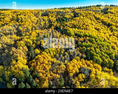 Über der Vogelperspektive goldene Bäume mit Ansammlungen von Evergreens auf einem Hügel unter blauem Himmel im Herbst Stockfoto