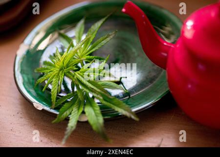 Eine Nahaufnahme grüner Cannabisblätter auf einer grünen Tafel mit einer roten Teekanne. Stockfoto
