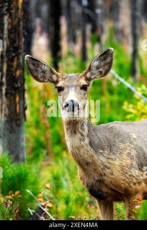 Nahaufnahme eines jungen Hirsches (Cervidae) in einem Wald mit Blick auf die Kamera; Waterton, Alberta, Kanada Stockfoto