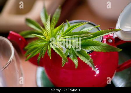 Ein Nahbild einer grünen Cannabispflanze mit mehreren Blättern in einer roten Teekanne. Stockfoto