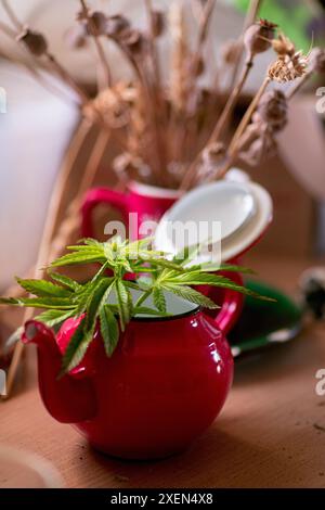 Eine rote Teekanne mit einer Cannabispflanze, die aus dem Auslauf wächst, vor dem Hintergrund getrockneter Mohnschoten. Stockfoto