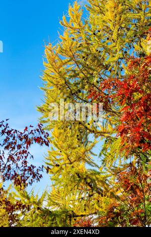 Nahaufnahme von Herbstlaub mit goldenen Lärchennadeln (Larix) und roten Eschenblättern (Sorbus) vor einem hellblauen Himmel Stockfoto