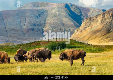 Bison (Bison) weidet auf einem grasbewachsenen Feld mit sanften Hügeln und Bergfelswänden im Hintergrund; Waterton, Alberta, Kanada Stockfoto