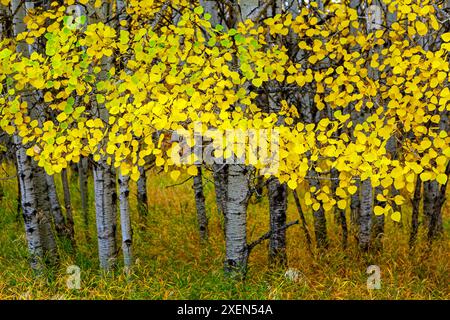 Nahaufnahme von goldenen Herbstblättern auf Aspenbäumen in einem Wald; Calgary, Alberta, Kanada Stockfoto