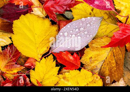 Nahaufnahme farbenfroher Herbstblätter auf dem Boden mit Tautropfen; Calgary, Alberta, Kanada Stockfoto