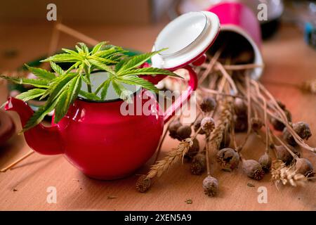 Eine rote Teekanne mit einer darin wachsenden Cannabispflanze sitzt auf einem Holztisch neben getrockneten Mohnschoten. Stockfoto