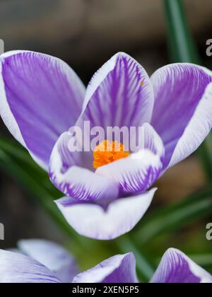 Crocus, Varieté Pickwick, Mitteleuropa, Deutschland Stockfoto