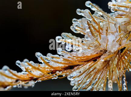 Nahaufnahme gefrorener Tropfen auf goldenen Lärchennadeln (Larix); Calgary, Alberta, Kanada Stockfoto