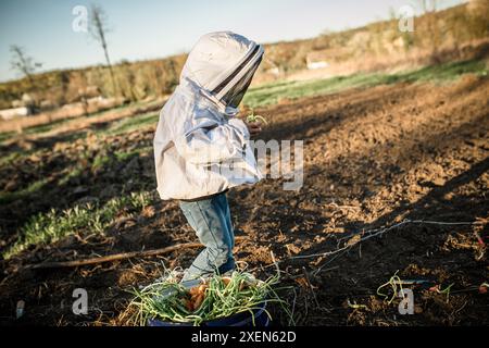 Ein kleines Kind in einer weißen Jacke pflanzt tagsüber Zwiebeln auf einem Feld. Stockfoto