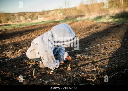 Eine Person, die einen weißen Schutzanzug trägt, pflanzt Zwiebelsets in ein Gartenbett an einem sonnigen Tag. Stockfoto