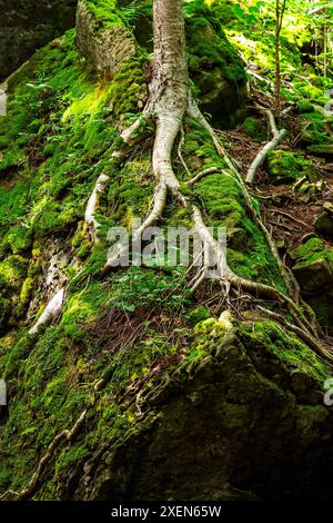 Freiliegende Baumwurzel auf einer Felswände mit Moos und Sonnenlicht, die durch den Wald kommen; Niagarafälle, Ontario, Kanada Stockfoto