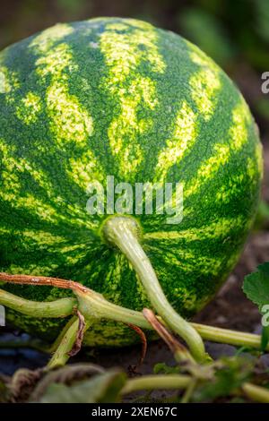 Nahaufnahme einer gestreiften Wassermelone, die auf der Weinrebe in einem Garten wächst; Port Colborne, Ontario, Kanada Stockfoto