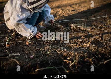 Ein junger Gärtner in einem weißen Jumpsuit pflanzt Keime in einer Gartenreihe, gekennzeichnet durch eine dünne weiße Schnur. Stockfoto