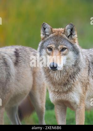 Grauwolf im Wildlife Center (Hortobagyi Vadaspark) des Nationalparks Hortobagy, das zum UNESCO-Weltkulturerbe gehört. Osteuropa, Ungarn. Stockfoto