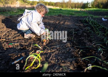 Ein junges Mädchen pflanzt Zwiebelzwiebeln in einem Gartenbeet, umgeben von frisch gekeimten Setzlingen. Stockfoto