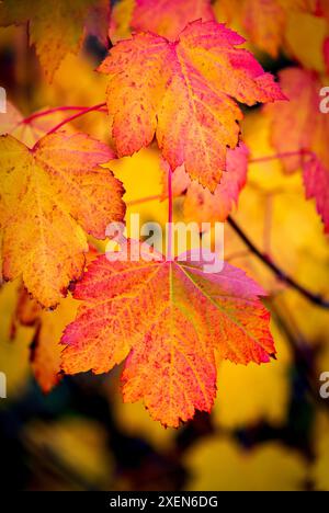 Nahaufnahme eines bunten Ahornblattes im Herbst, das an einem Baumzweig im Waterton Lakes National Park hängt; Waterton, Alberta, Kanada Stockfoto