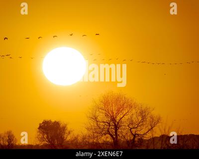 Gewöhnliche Kraniche kehren während eines Stopps während des Herbstzugs zu ihrem Schlafplatz zurück. Gewöhnliche Krane oder eurasische Krane, über dem Egyek Puszta, UNESCO Stockfoto