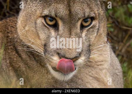 Nahaufnahme von puma (Puma concolor), die Lippen in Büschen des Torres del Paine Nationalparks, Chile, lecken Stockfoto
