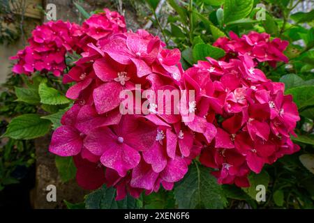 Bigblatthortensie (Hortensie macrophylla), Hortengeae. Detail der Blume. Laubstrauch, Zierpflanze, rote Blume. Stockfoto