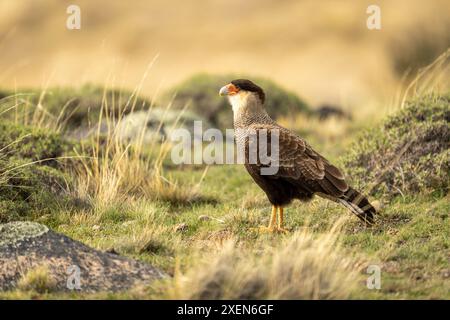 Cammcaracara (Caracara plancus plancus) im Profil auf kurzem Gras im Nationalpark Torres del Paine in Chile Stockfoto