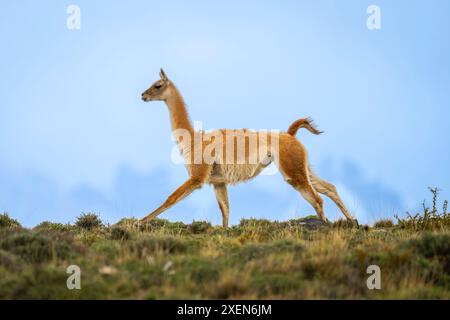 Guanaco (Lama guanicoe) galoppiert entlang eines Hügelzugs unter einem bewölkten, blauen Himmel mit Silhouetten von Berggipfeln im Hintergrund Stockfoto