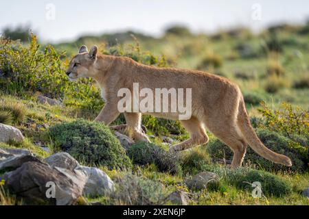 Weibliche puma (Puma concolor) passiert Büsche auf felsigen Buschflächen im Torres del Paine Nationalpark in Chile Stockfoto