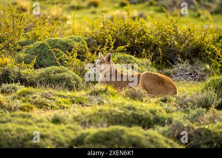 Weibliche puma (Puma concolor) liegt zwischen Büschen im Torres del Paine Nationalpark, Chile Stockfoto