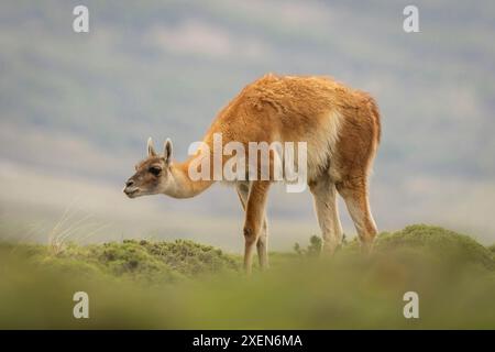 Guanaco (Lama guanicoe) steht auf einem grasbewachsenen Hügel im Nationalpark Torres del Paine in Chile Stockfoto