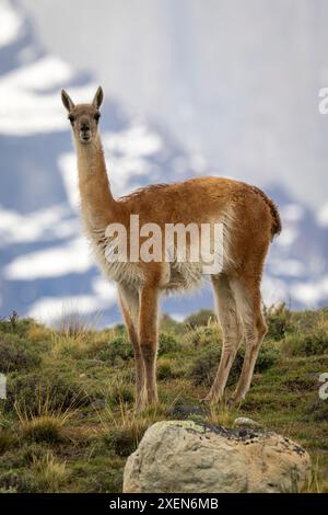 Guanaco (Lama guanicoe) steht auf einem Hügel mit einem Berg dahinter im Torres del Paine Nationalpark, Chile Stockfoto