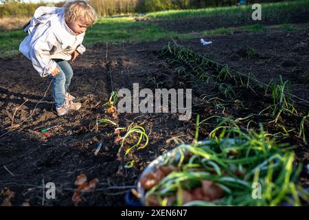 Ein junges Mädchen in einer weißen Jacke beugt sich nach unten, um die Reihen von Zwiebelpflanzen zu untersuchen, die in einem Gartenbeet wachsen. Stockfoto