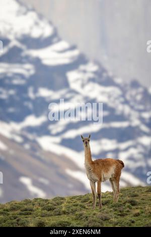 Guanaco (Lama guanicoe) steht auf einem grasbewachsenen Hügel und beobachtet die Kamera im Torres del Paine Nationalpark, Chile Stockfoto