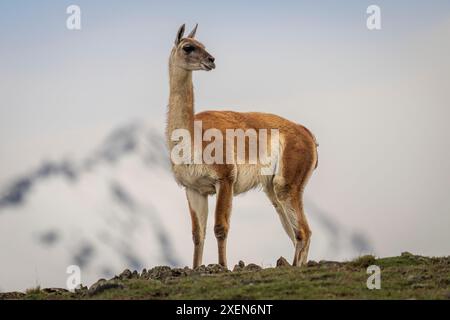 Guanaco (Lama guanicoe) steht am Horizont in der Nähe des verschneiten Berges im Nationalpark Torres del Paine in Chile Stockfoto