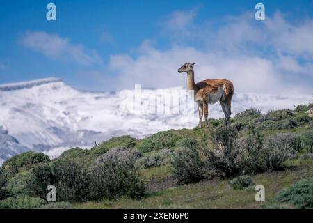 Guanaco (Lama guanicoe) steht auf einem Bergrücken im Torres del Paine Nationalpark, Chile Stockfoto