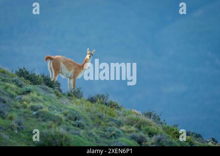 Guanaco (Lama guanicoe) steht auf dem Grasrücken und beobachtet die Kamera im Torres del Paine Nationalpark, Chile Stockfoto