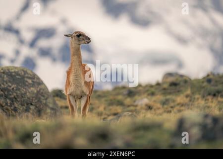 Guanaco (Lama guanicoe) steht auf einem Hügel mit Bergen dahinter im Torres del Paine Nationalpark, Chile Stockfoto