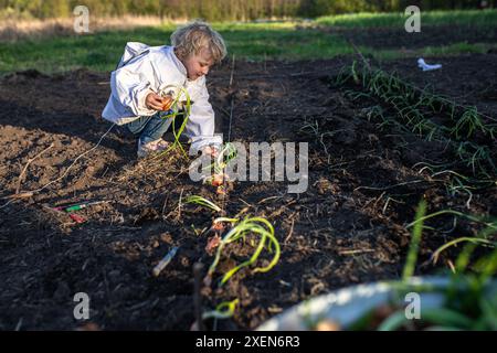 Ein junges Mädchen arbeitet in ihrem Garten und pflegt Zwiebelreihen. Stockfoto