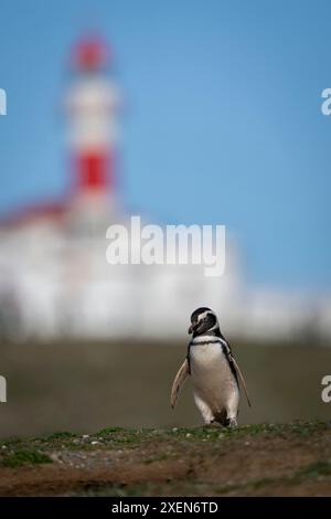 Magellan-Pinguin (Spheniscus magellanicus) in der Nähe des Leuchtturms der Magellan-Straße auf einem grasbewachsenen Hügel; Magdalena Island, Magallanes Region, Chile Stockfoto