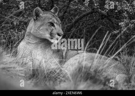 Monochrome Nahaufnahme von puma (Puma concolor) im Gras neben Büschen im Torres del Paine Nationalpark, Chile Stockfoto